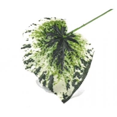 Liść begonia GREEN /WHITE
