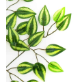 Liść FIKUS green/yellow LIŚCIE