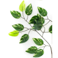 Liść FIKUS green/marmurek LIŚCIE
