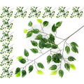 Liść FIKUS green/marmurek LIŚCIE