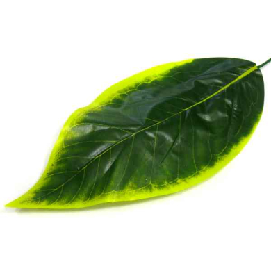 Liść BANAN green/yellow