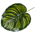 Liść Philo LIŚCIE filodendron green