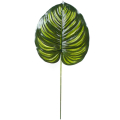 Liść Philo LIŚCIE filodendron green