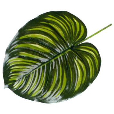 Liść Philo LIŚCIE filodendron green