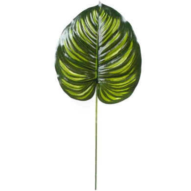 Liść Philo LIŚCIE filodendron green
