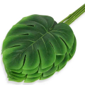 Liść Philo LIŚCIE filodendron MONSTERA latex green