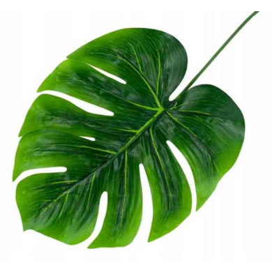 Liść Philo LIŚCIE filodendron MONSTERA latex green