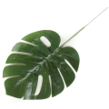 Liść Philo LIŚCIE filodendron MONSTERA latex green