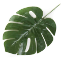 Liść Philo LIŚCIE filodendron MONSTERA latex green