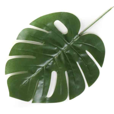 Liść Philo LIŚCIE filodendron MONSTERA latex green