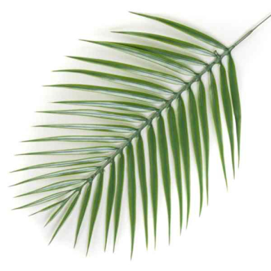 Liść palmy PALMA silikon Green Liść palmy PALMA silikon Green