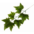 Liść BLUSZCZ Gałązka green