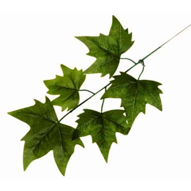 Liść BLUSZCZ Gałązka green
