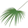 Liść palmy – PALMA dekoracyjna gałązka 50 cm