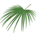 Liść palmy – PALMA dekoracyjna gałązka 50 cm