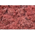 MECH Chrobotek Reniferowy ( 20. Pink ) 5 kg
