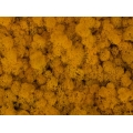 MECH Chrobotek Reniferowy (5.Yellow) 200 g