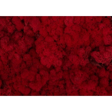 MECH Chrobotek Reniferowy (4.Red) 200 g