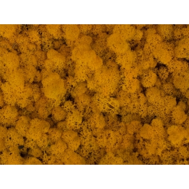 MECH Chrobotek Reniferowy (5.Yellow) 2,5 kg